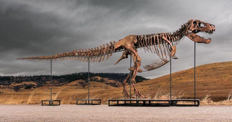 Редки вкаменелости от T. rex бяха продадени за рекордните 50,1 милиона долара на търг