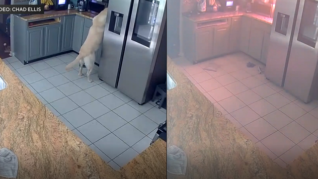 dog-fire.png 