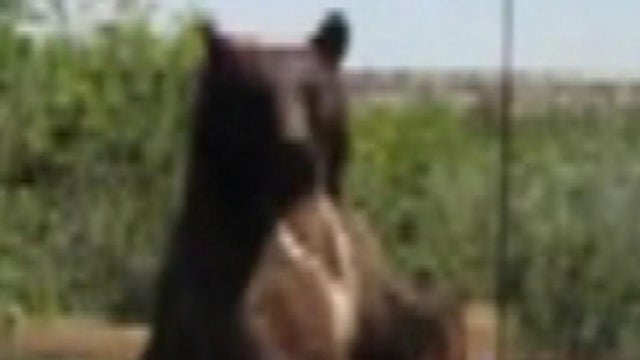 bear2.jpg 