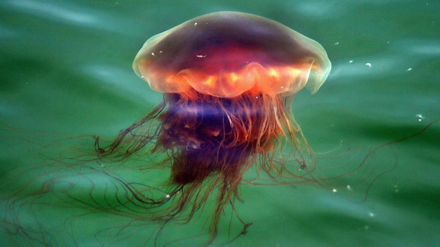 Invasion of Jellyfish on South Shore 