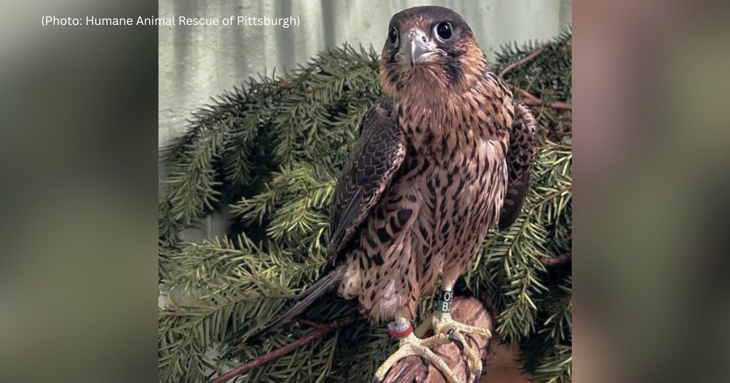 Young falcon from Pitt's Cathedral of Learning nest recovering after collision and lead exposure
