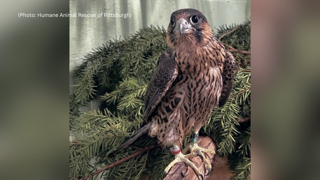 kdka-peregrine-falcon-red.png 