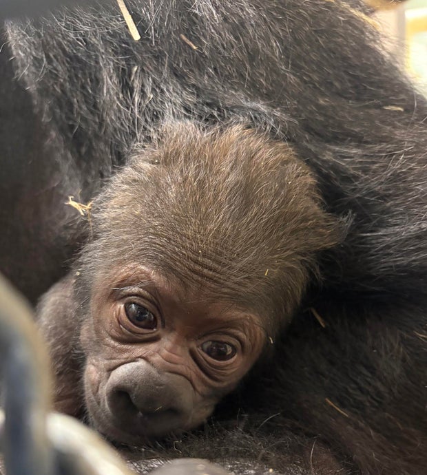 detroit-zoo-baby-gorilla.jpg