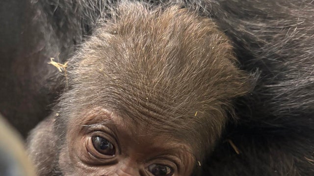 detroit-zoo-baby-gorilla.jpg 