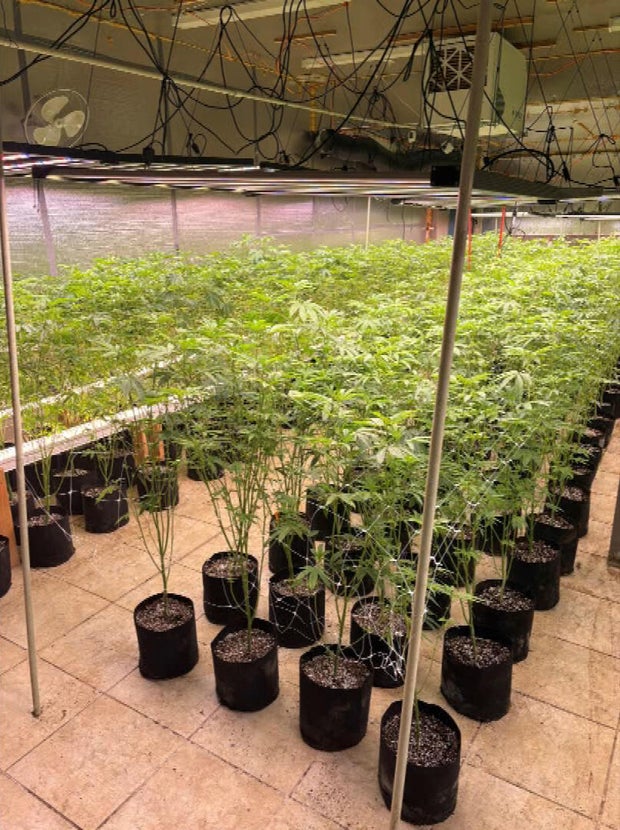 marijuana-grow-2.jpg