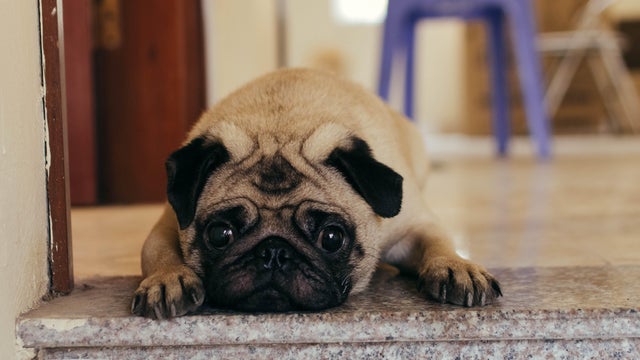 Portrait of pug,Hanoi,Vietnam 