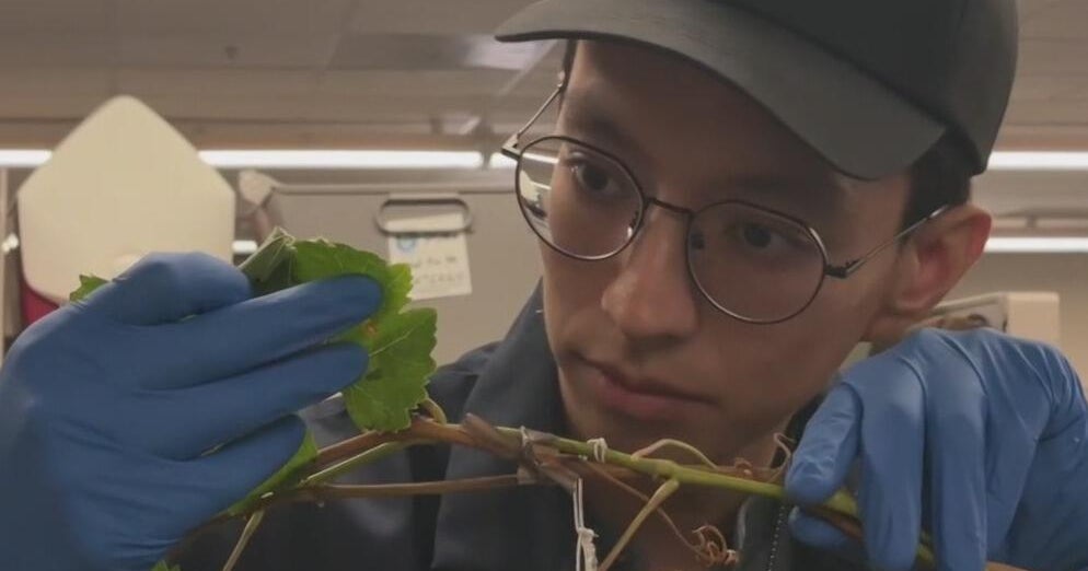 The race to track down invasive insect that hitched a ride on Costco plants