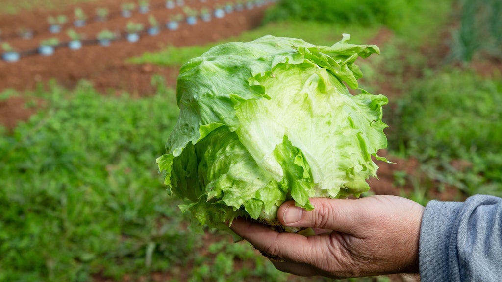 Taylor Farms pulls iceberg lettuce linked to cyclosporiasis outbreak