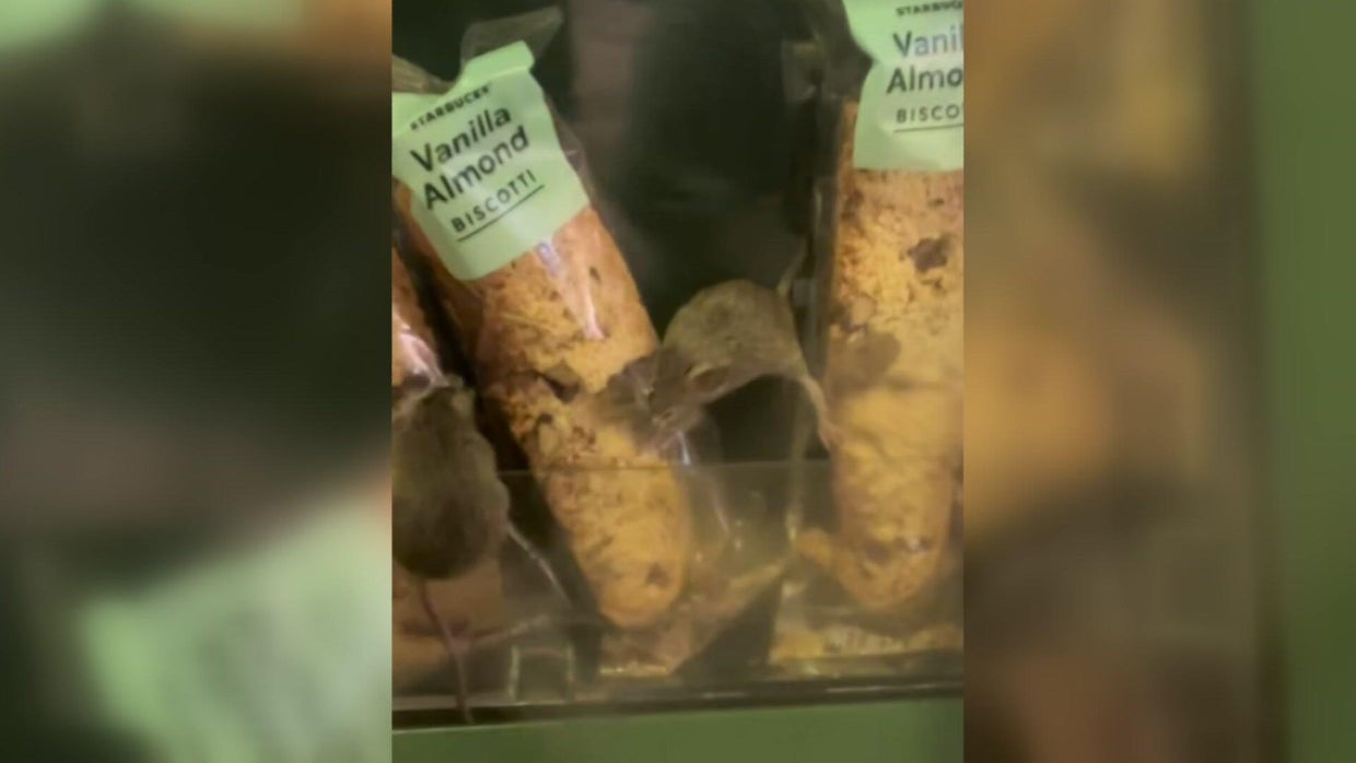 Starbucks at Boston's South Station shut down after video shows rats ...