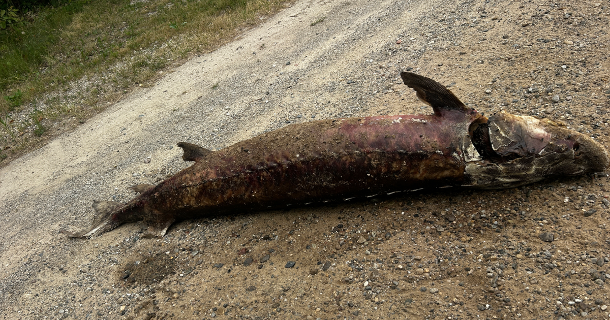 Inch sturgeon found on road in West Michigan, DNR says; investigation underway