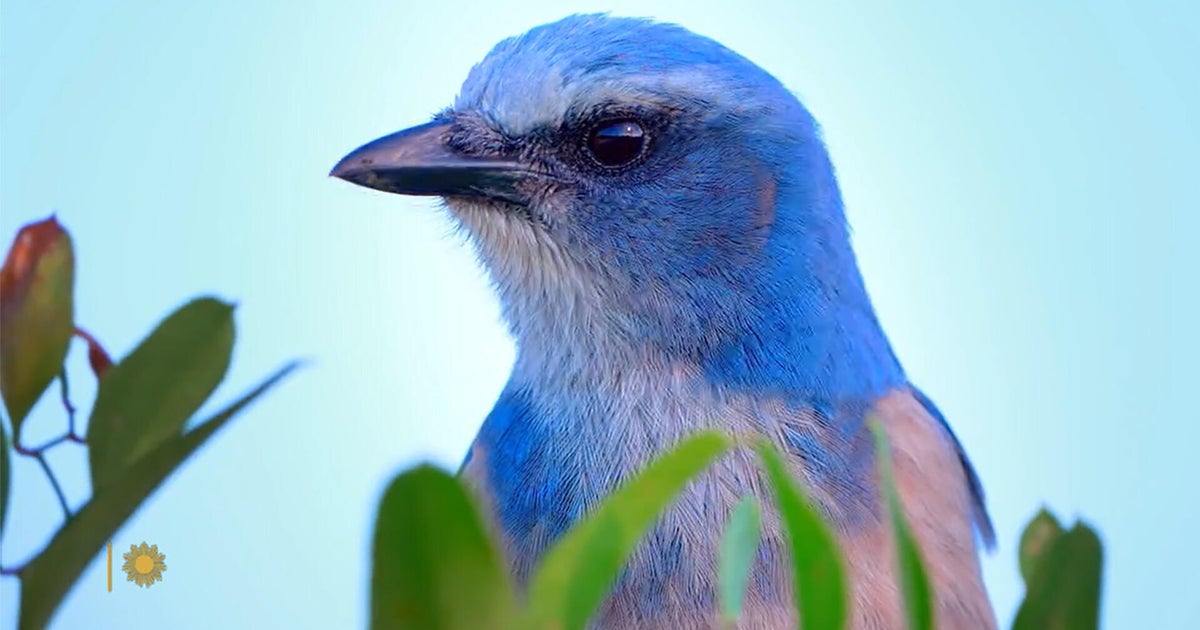 Nature: Scrub-jays in Florida
