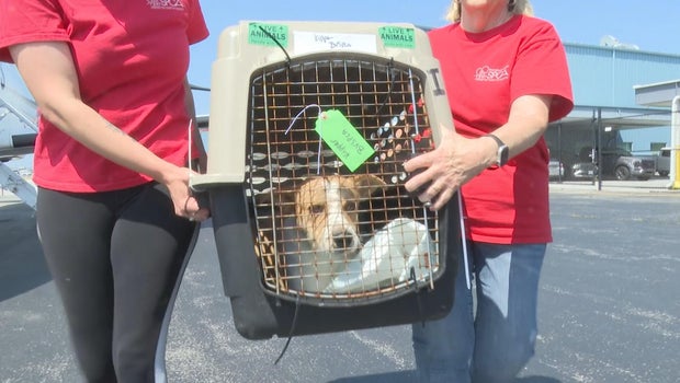 Philadelphia-area groups help rescue cats and dogs from Texas shelters after flooding
