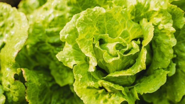 Iceberg lettuce growing in the field 
