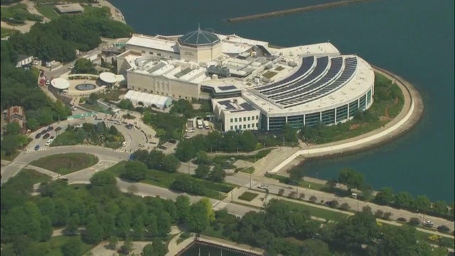 shedd-aquarium.jpg 