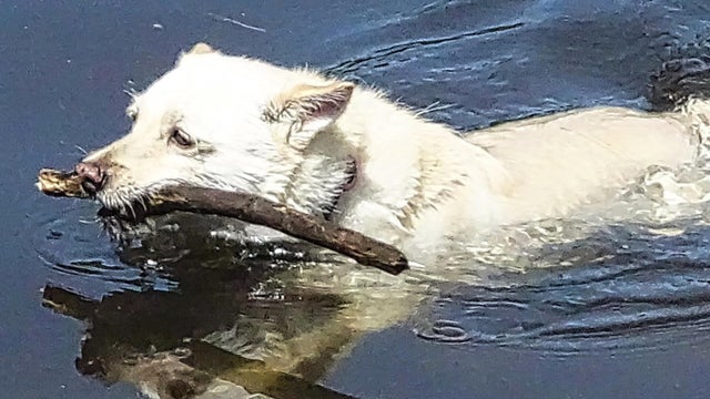 Dog death west roxbury 