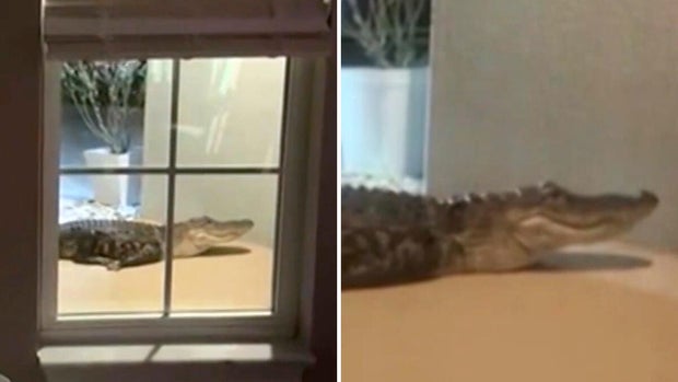 cbsmiami-alligator-door-1.jpg