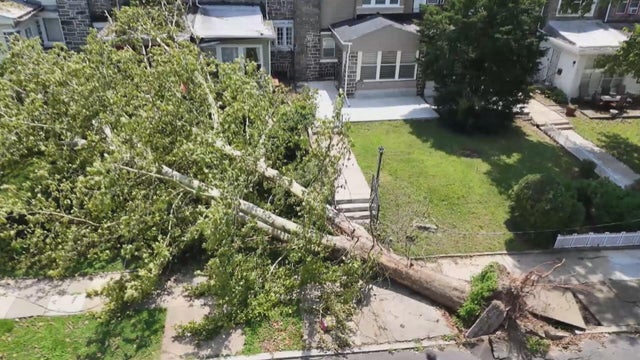 downed-tree.jpg 