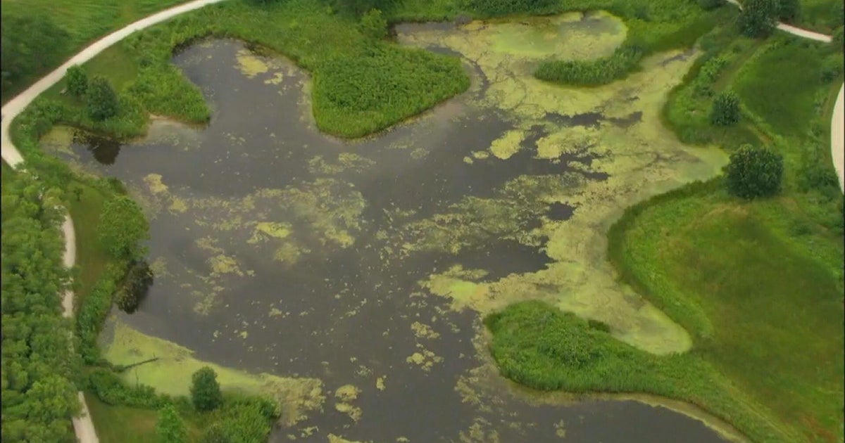 Algae bloom in East Branch Forest Preserve dog area could sicken pets
