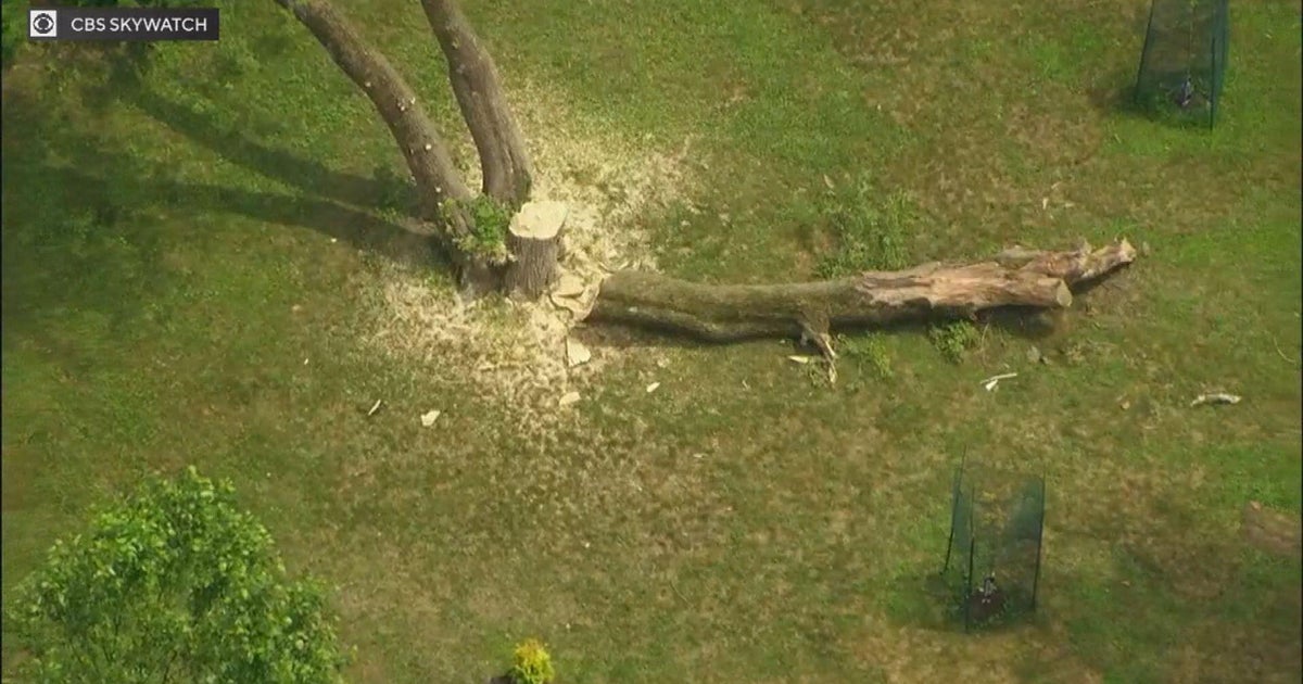 Man injured after being hit by faling tree in Algonquin, fire officials say