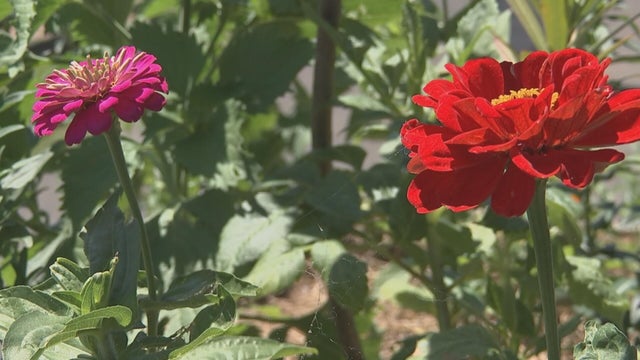 garden.jpg 