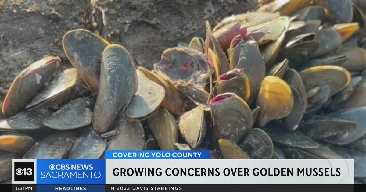 Yolo County declares state of emergency over golden mussel invasion