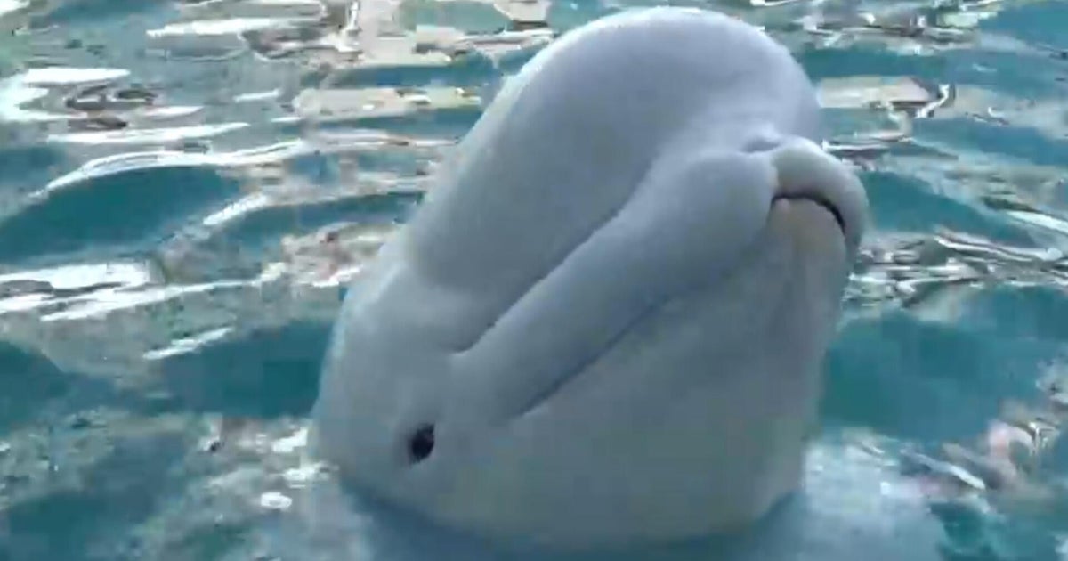 Inside the transfer of beluga whales from a closed Canadian theme park to U.S. aquariums
