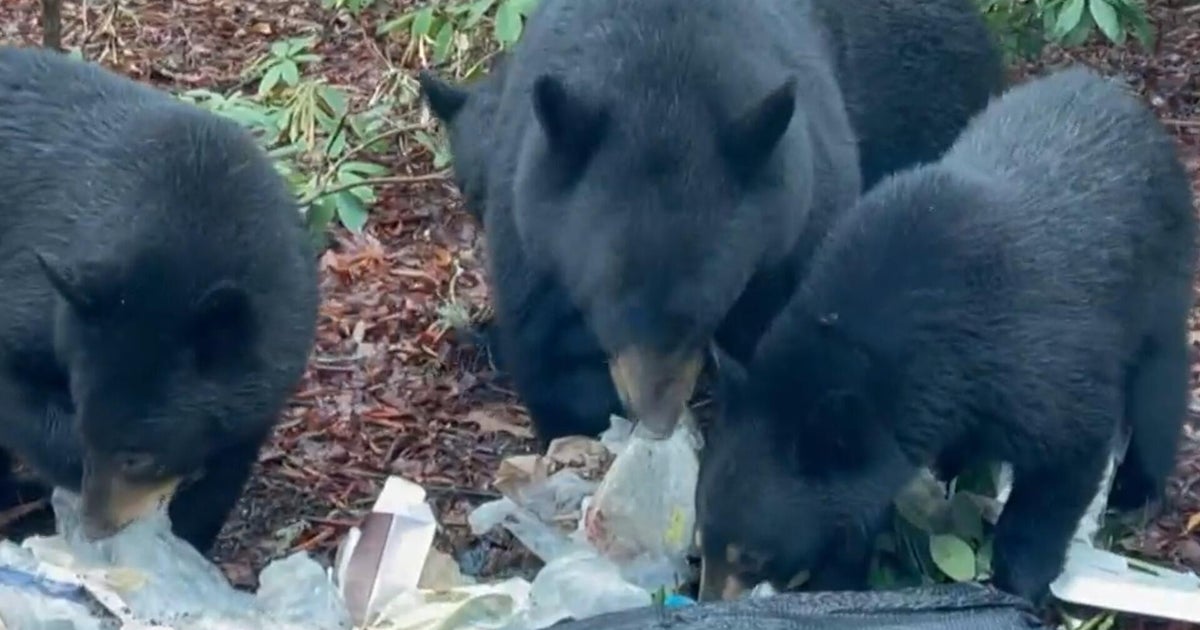 Increasingly common bear encounters cause fear across U.S.