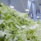 Taylor Farms reportedly shut down Mexican processing facility linked to cyclospora outbreak
