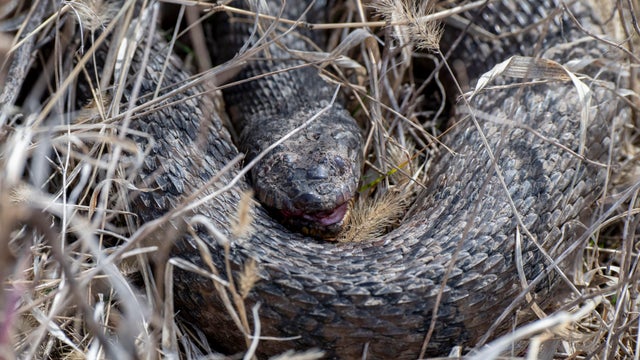 Eastern Massasauga rattlesnake hiding in the low brush in Missouri 