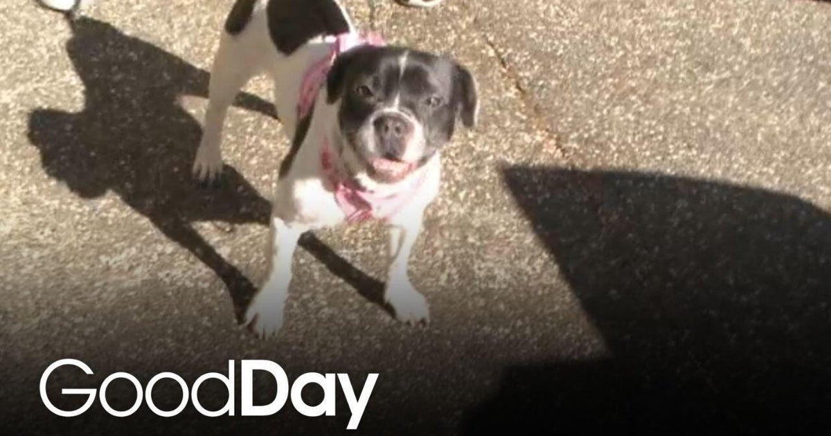 Meet Moon! | Pet of the Week - Good Day Sacramento