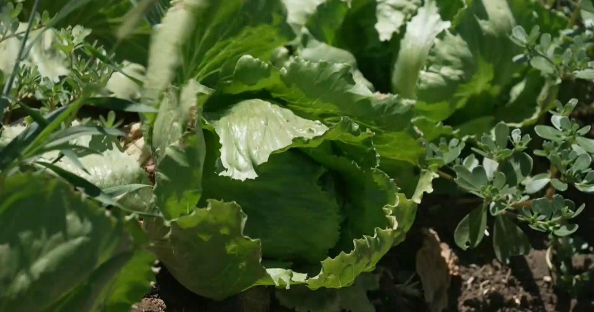 Heightened scrutiny over food safety amid cyclospora outbreak