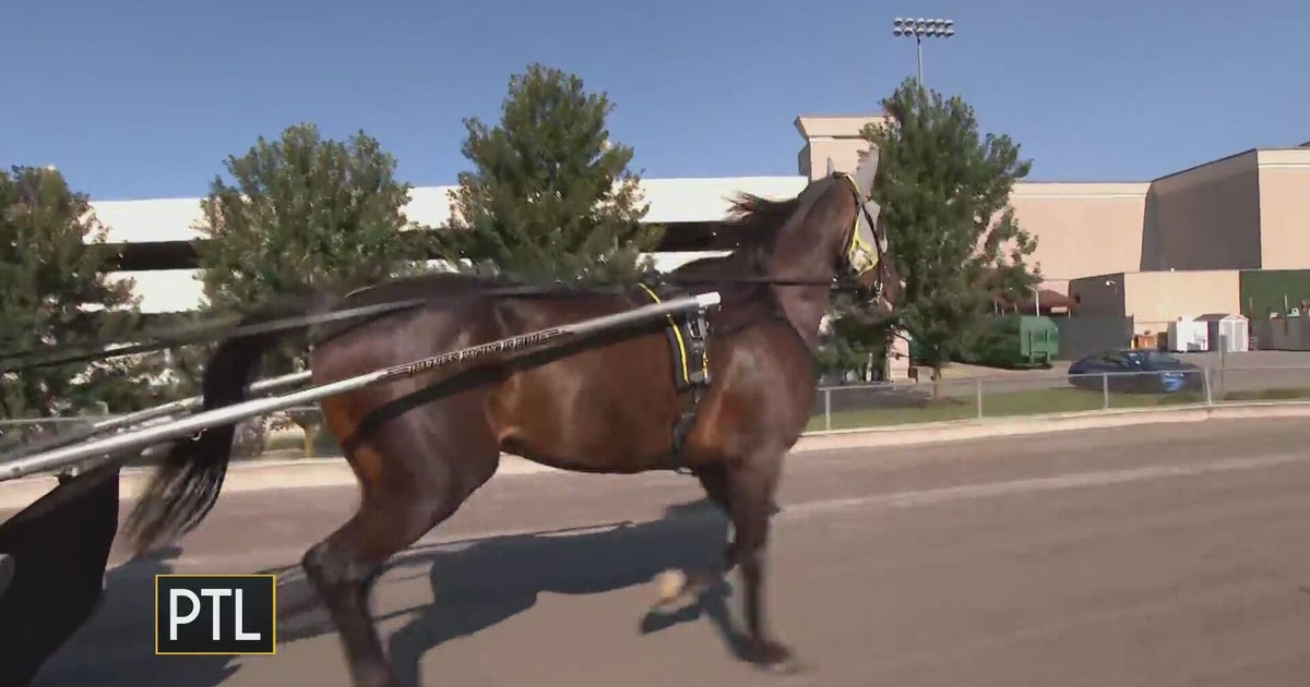 Daisy Jade does a LIVE interview in a horse drawn buggy!