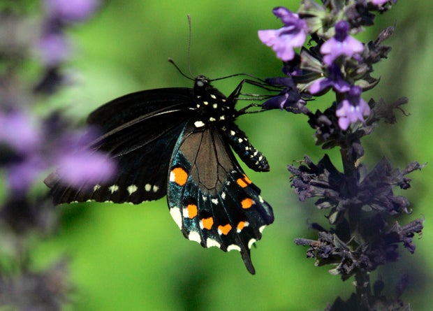 California pipevine swallowtail lands on a flower 