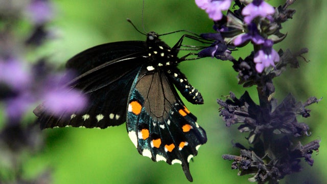 California pipevine swallowtail lands on a flower 
