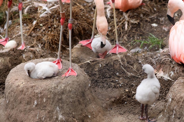 Flamingo chicks at San Francisco Zoo