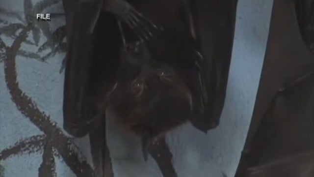 bat.jpg 