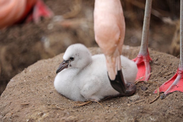 San Francisco Zoo flamingo chick