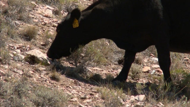 cow.jpg 