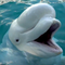 Massive effort to save beluga whales who were at risk of being euthanized