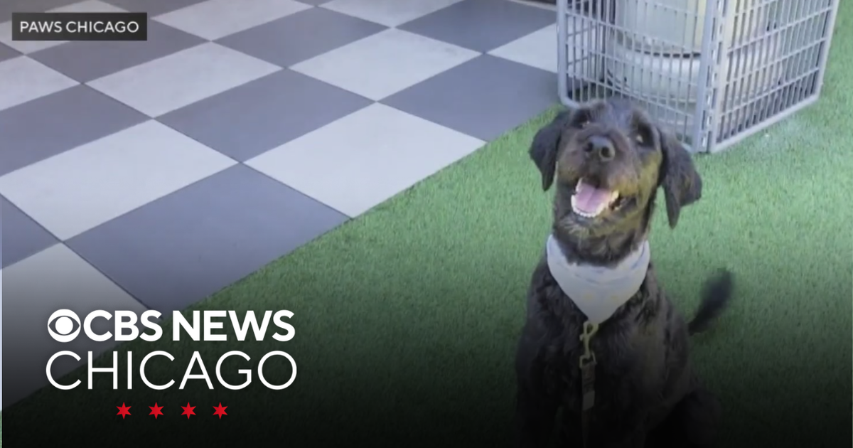 PAWS Chicago Pet of the Week: Tiramisu