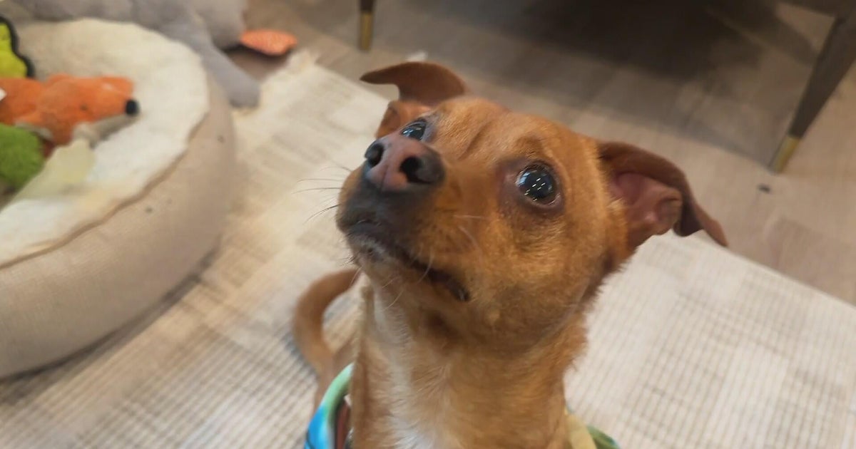 Denver pet owner raising awareness after dog run over by e-bike