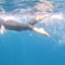 California woman trying to swim down entire California coast