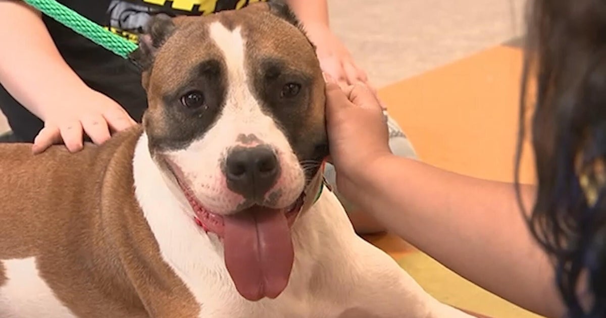 ACCT Philadelphia is over capacity and asking for the public's help to foster or...