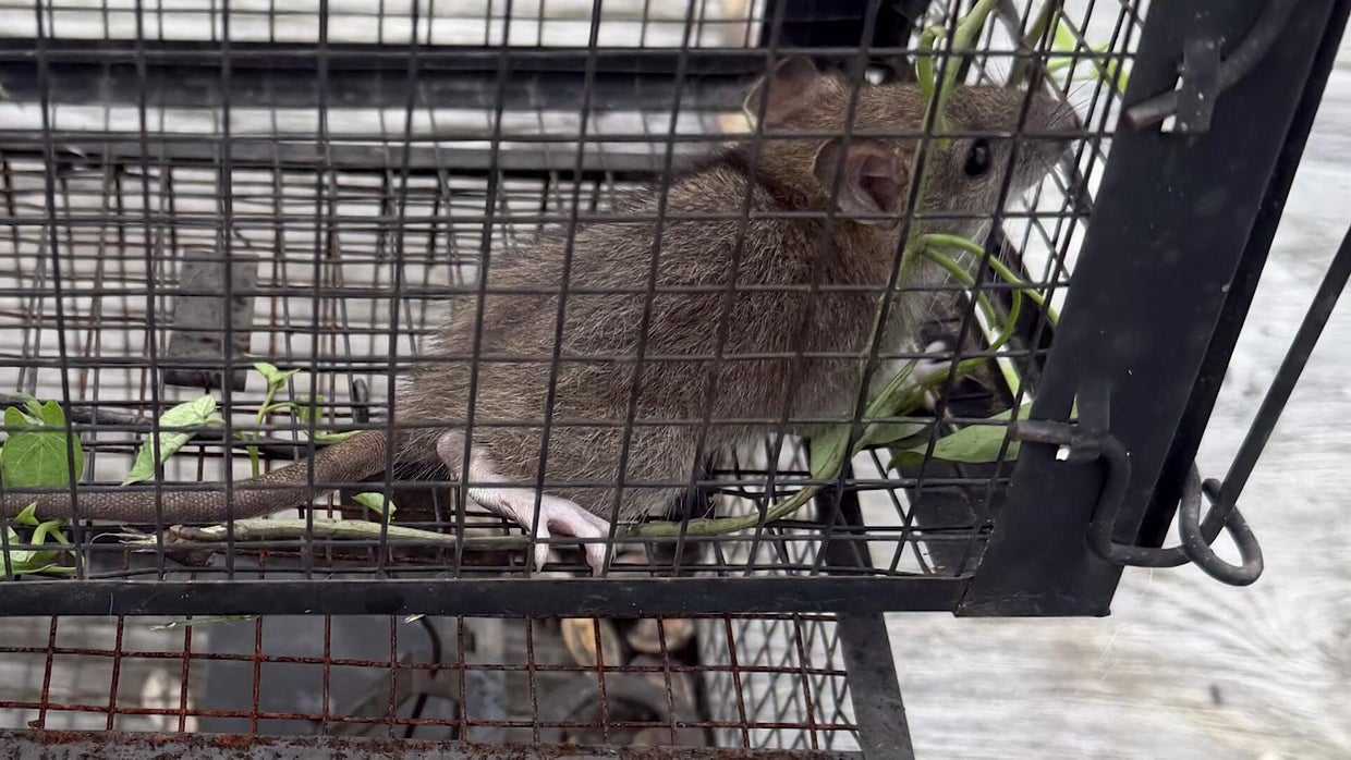 Large rats have overrun one Long Island neighborhood, as residents say ...