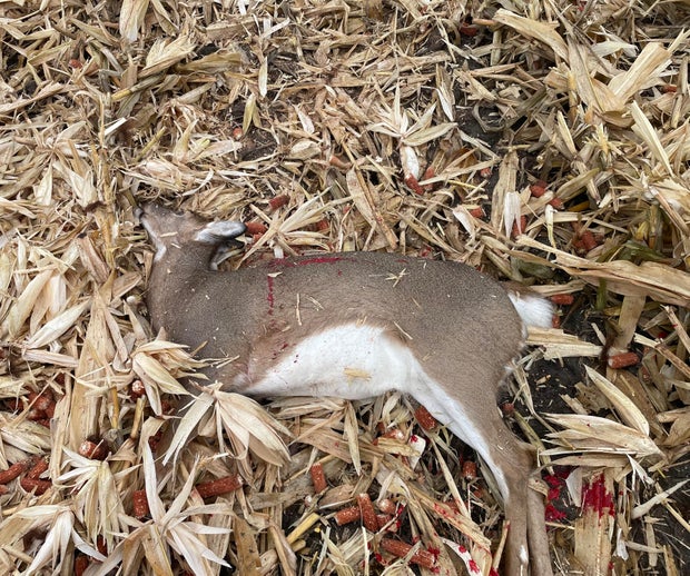 dead-deer.jpg 