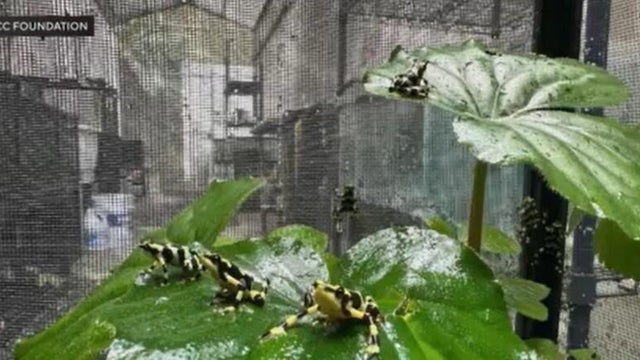 golden-frogs.jpg 