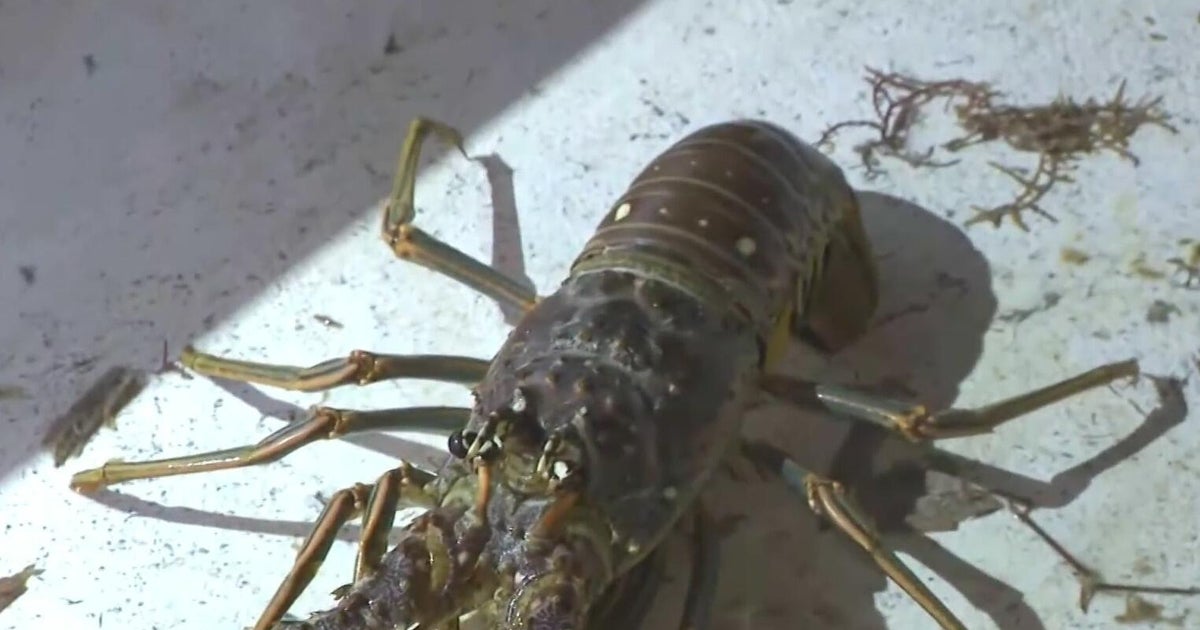 Florida officials discuss important rules, regulations ahead of state's annual lobster mini season