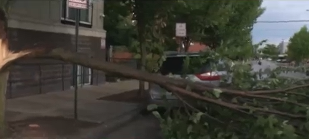 tree-damage.png 