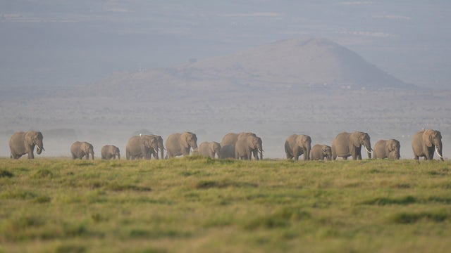 Kenya Elephants 