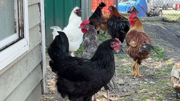Roosters 